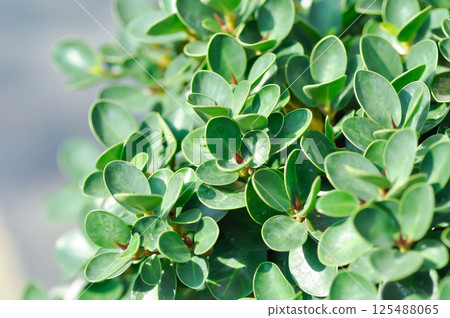 Ficus microcarpa, Ficus microcarpa L F or Laurel fig or laurel rubber or moraceae 125488065