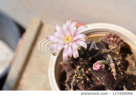 Gymnocalycium ,Gymnocalycium mihanovichii or gymnocalycium mihanovichii variegated with flower or cactus flower 125488066