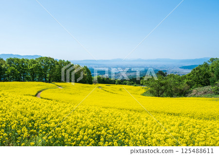 Nanohakura Takahara Nanohana Farm Field 125488611