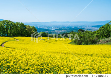 Nanohakura Takahara Nanohana Farm Field 125488617