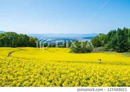 Nanohakura Takahara Nanohana Farm Field 125488621
