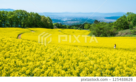 Nanohakura Takahara Nanohana Farm Field 125488626
