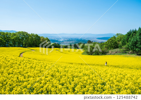 Nanohakura Takahara Nanohana農田 125488742