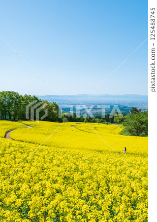 Nanohakura Takahara Nanohana Farm Field 125488745