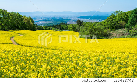 Nanohakura Takahara Nanohana Farm Field 125488748