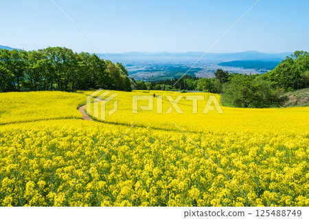 Nanohakura Takahara Nanohana Farm Field 125488749