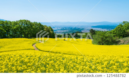 Nanohakura Takahara Nanohana Farm Field Nanohakura Takahara Nanohana Farm Field 125488782