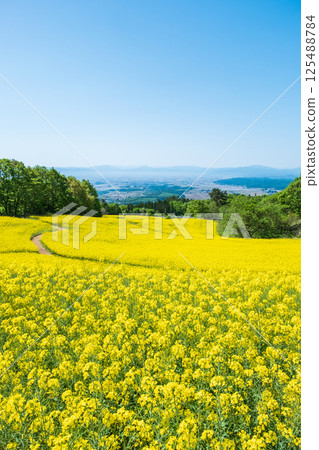 Nanohakura Takahara Nanohana農田 Nanohakura Takahara Nanohana農田 125488784