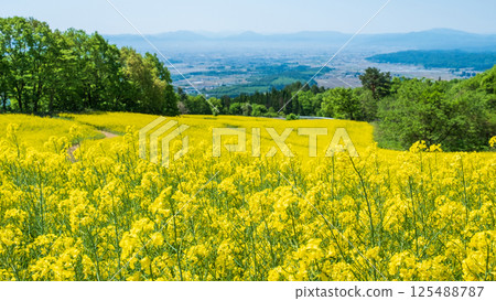 Nanohakura Takahara Nanohana農田 125488787