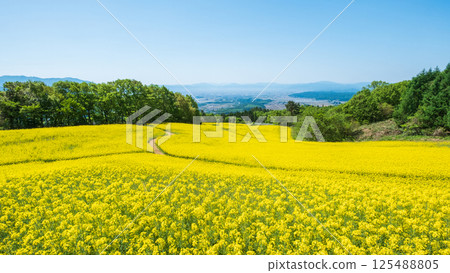 Nanohakura Takahara Nanohana Farm Field Nanohakura Takahara Nanohana Farm Field 125488805