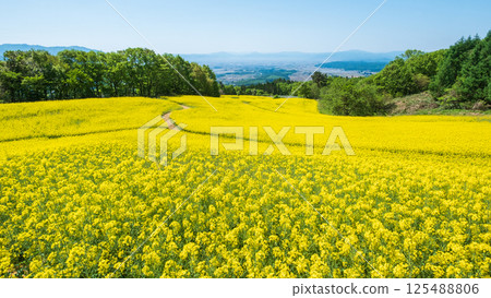 Nanohakura Takahara Nanohana Farm Field 125488806