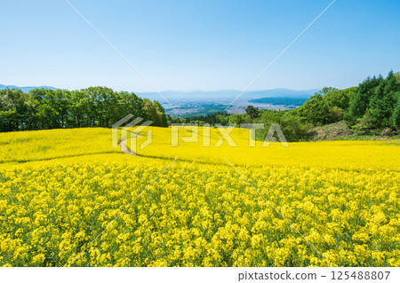 Nanohakura Takahara Nanohana農田 125488807