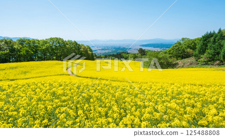 Nanohakura Takahara Nanohana Farm Field Nanohakura Takahara Nanohana Farm Field 125488808