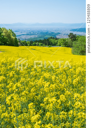 Nanohakura Takahara Nanohana農田 125488809