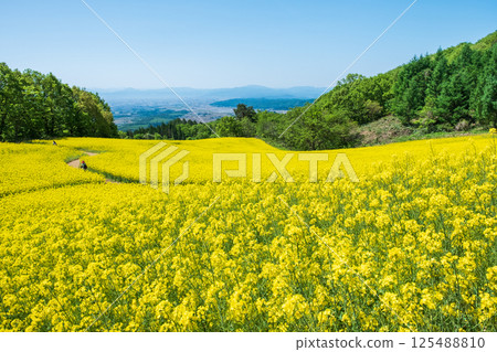 Nanohakura Takahara Nanohana Farm Field 125488810
