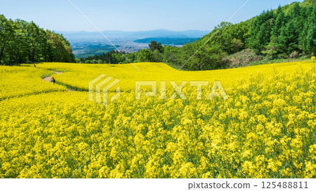 Nanohakura Takahara Nanohana農田 125488811