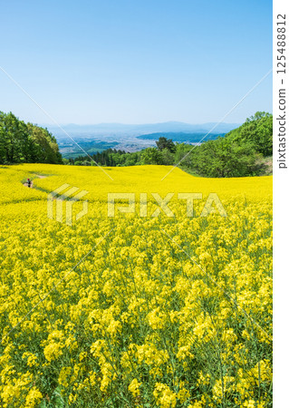 Nanohakura Takahara Nanohana Farm Field 125488812