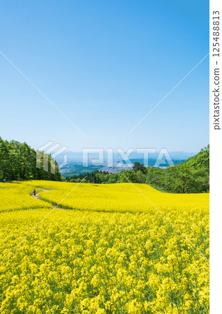 Nanohakura Takahara Nanohana Farm Field 125488813