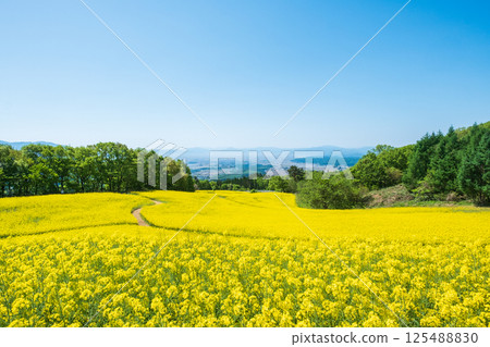 Nanohakura Takahara Nanohana Farm Field 125488830