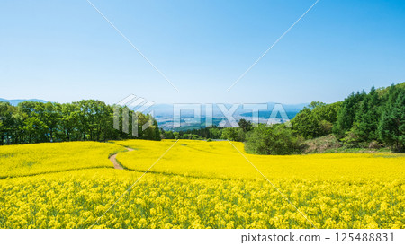 Nanohakura Takahara Nanohana Farm Field Nanohakura Takahara Nanohana Farm Field 125488831