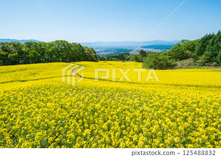 Nanohakura Takahara Nanohana Farm Field 125488832
