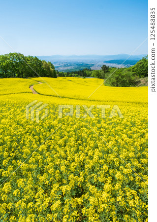 Nanohakura Takahara Nanohana農田 125488835