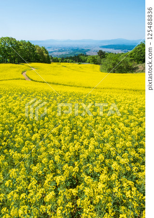 Nanohakura Takahara Nanohana農田 Nanohakura Takahara Nanohana農田 125488836