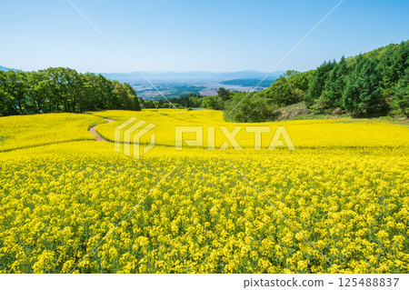 Nanohakura Takahara Nanohana農田 Nanohakura Takahara Nanohana農田 125488837