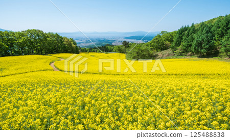 Nanohakura Takahara Nanohana Farm Field 125488838