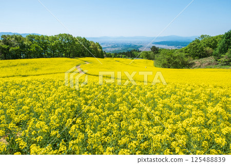 Nanohakura Takahara Nanohana Farm Field 125488839