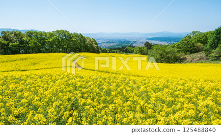 Nanohakura Takahara Nanohana農田 125488840