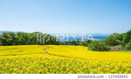 Nanohakura Takahara Nanohana Farm Field 125488842
