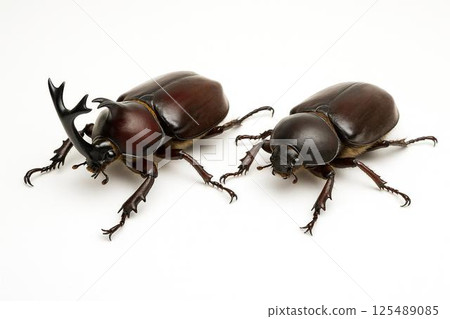 Beetle 125489085