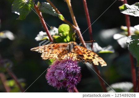 Mount Hiei 2024 125489208