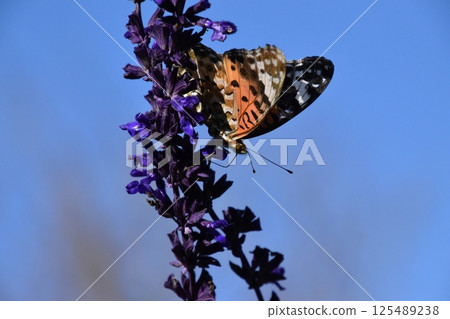 Mount Hiei 2024 125489238