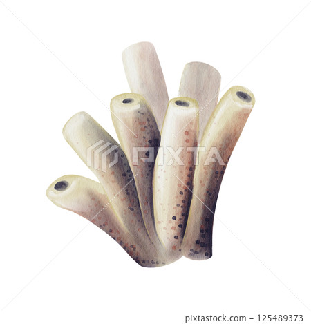 Sea sponge. underwater multicellular animal. Long tube corals. Watercolor illustration without background. Hand drawing. Aquarium decor. Sea reef. Fish habitat. High quality illustration 125489373