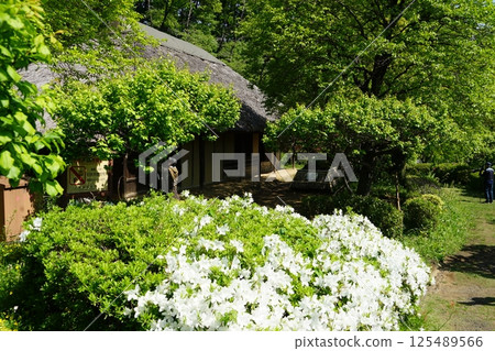 東京町田藥師池公園的花朵和老房子 125489566