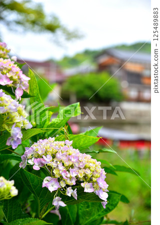 Scenery of Hachimanbori in Omihachiman City, Shiga Prefecture 125489883