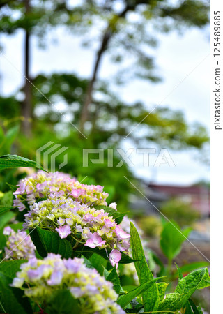 Scenery of Hachimanbori in Omihachiman City, Shiga Prefecture 125489885