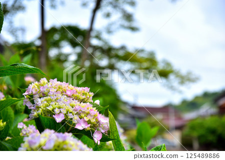 Scenery of Hachimanbori in Omihachiman City, Shiga Prefecture 125489886
