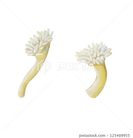 Sea anemone with long tentacles and bright color. Sea anemone, coral polyp. Cylindrical body and white tentacles. Watercolor illustration without background. Hand drawing. High quality illustration 125489955