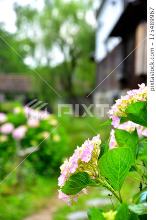 滋賀縣近江八幡市八幡堀風景 125489967