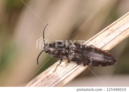 Living creatures, insects, giant rice beetles, click beetles with a body length of about 2 cm. This individual is 19 mm long. Living creatures, insects, giant rice beetles, click beetles with a body length of about 2 cm. This individual is 19 mm long. 125490019