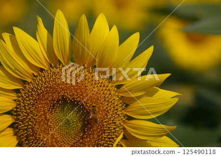 A bee hovering on a sunflower 2 125490118