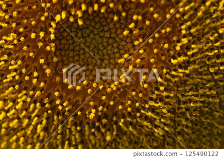 Macro photography of a single sunflower 2 125490122