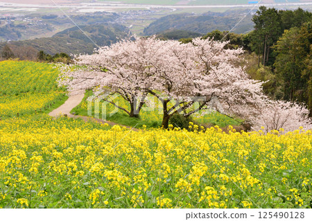 Rape flowers and cherry Rape flowers and cherry 125490128