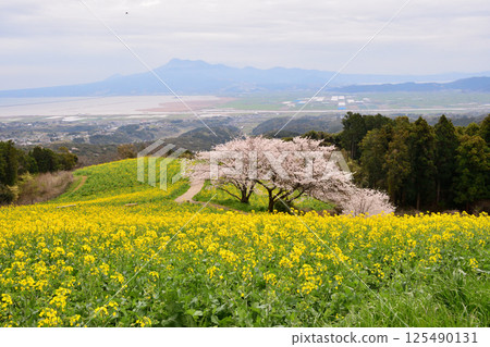 Rape flowers and cherry 125490131