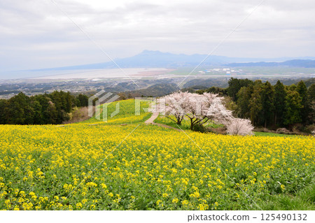 Rape flowers and cherry 125490132