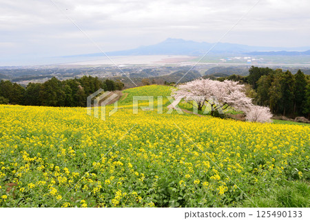 Rape flowers and cherry Rape flowers and cherry 125490133