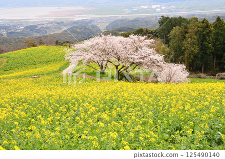 Rape flowers and cherry Rape flowers and cherry 125490140